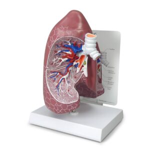 Human Lungs