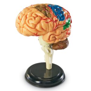 Human Brain