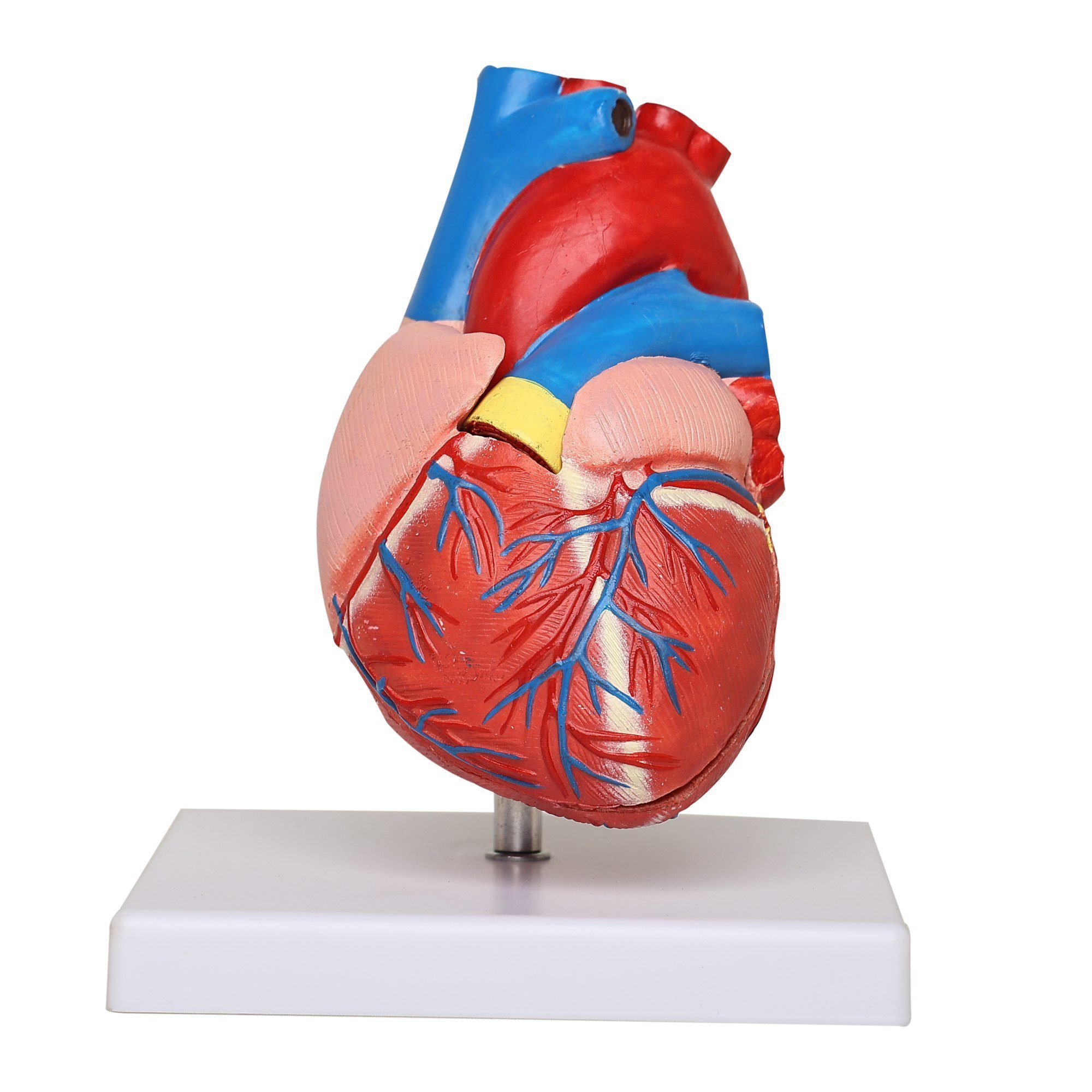 Human Heart - S4 Scientific Company