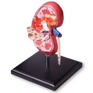Human Kidney